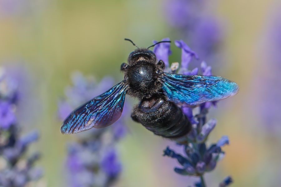 blauschwarze Holzbiene (Xylocopa violacea), Foto: Herwig Winter 