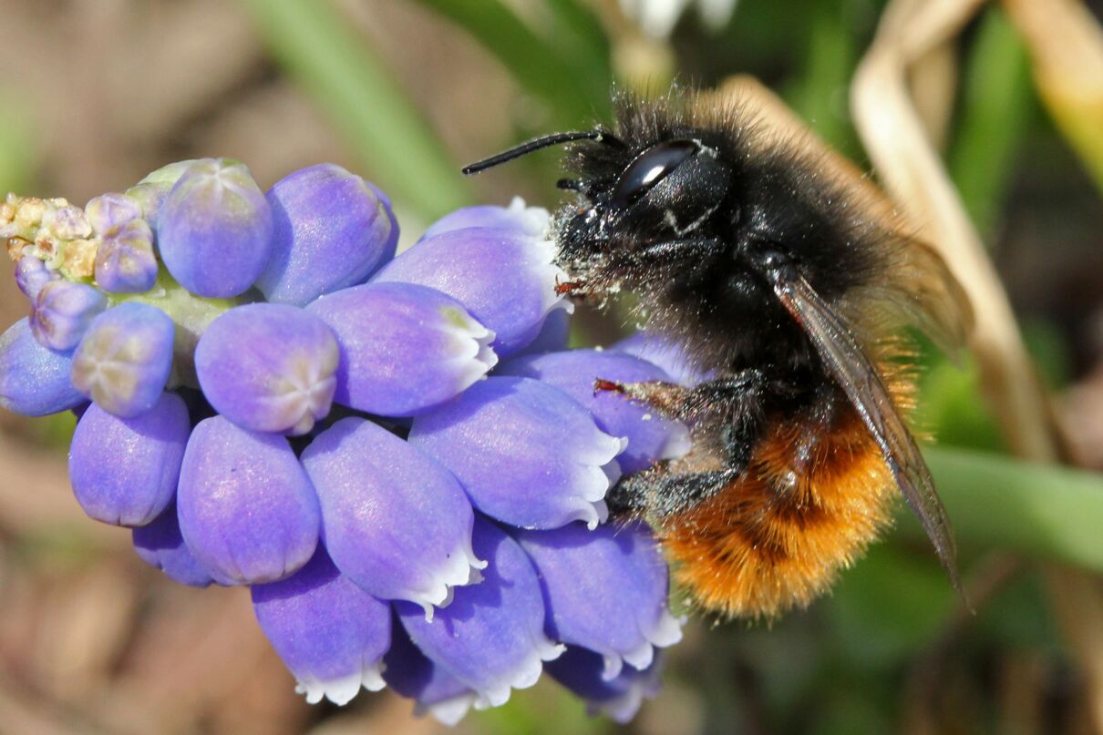 gehörnte Mauerbiene (Osmia cornuta), Foto: Hans-Jürgen Sessner