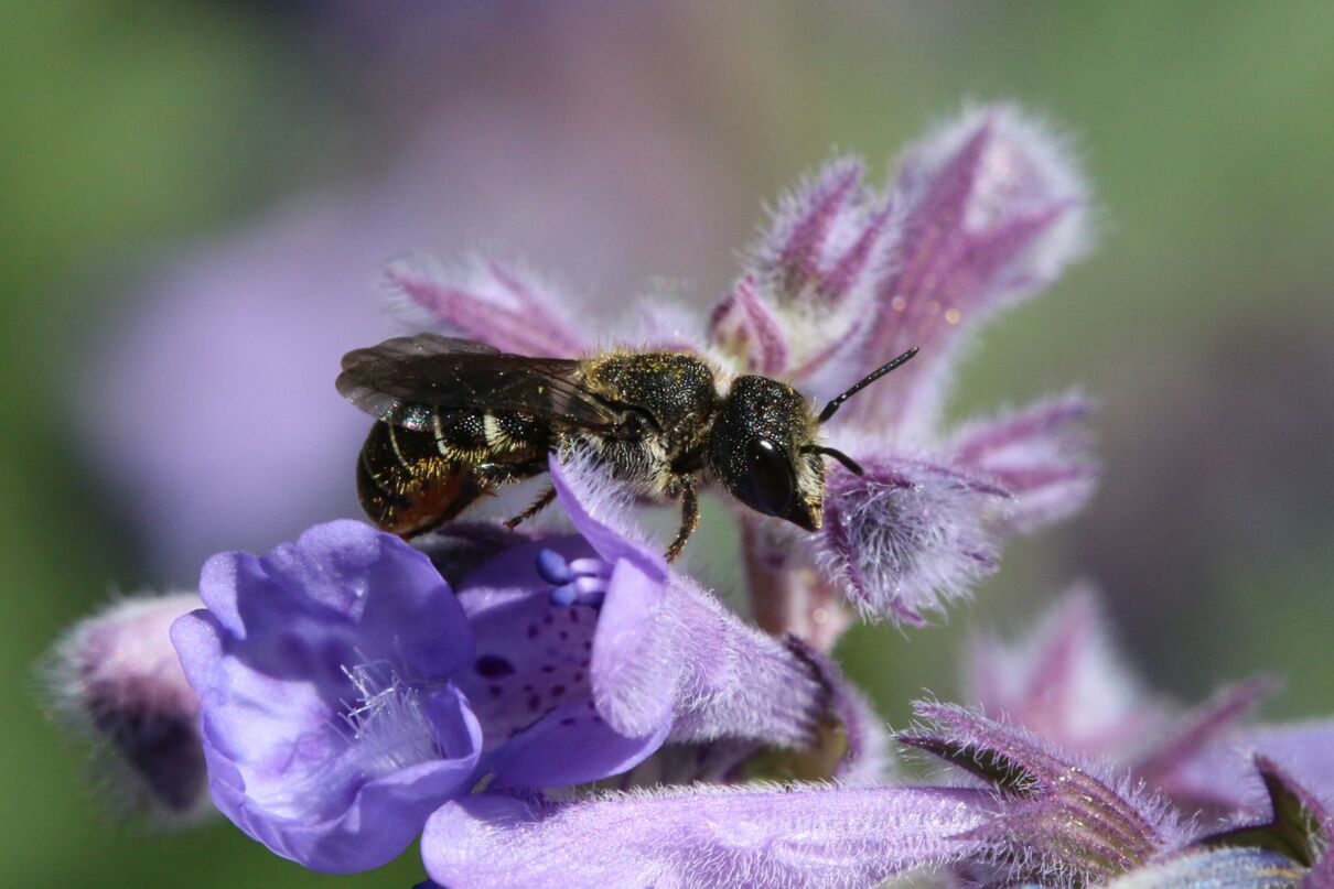 Gewöhnliche Löcherbiene (Heriades truncorum), Foto: Hans-Jürgen Sessner